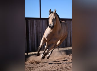 American Quarter Horse, Castrone, 4 Anni, 170 cm, Pelle di daino