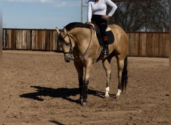 American Quarter Horse, Castrone, 4 Anni, 170 cm, Pelle di daino