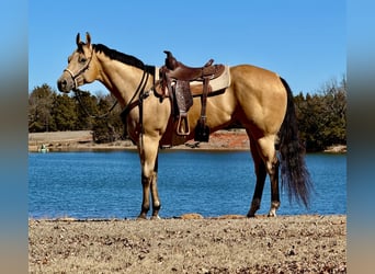American Quarter Horse, Castrone, 4 Anni, 170 cm, Pelle di daino