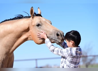 American Quarter Horse, Castrone, 4 Anni, 170 cm, Pelle di daino