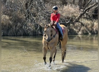 American Quarter Horse, Castrone, 4 Anni, 170 cm, Pelle di daino