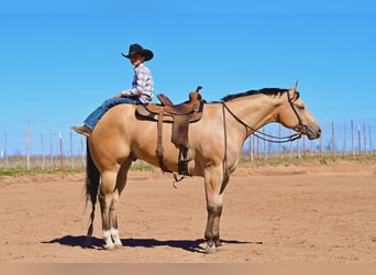 American Quarter Horse, Castrone, 4 Anni, 170 cm, Pelle di daino