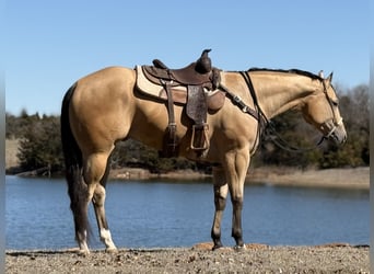 American Quarter Horse, Castrone, 4 Anni, 170 cm, Pelle di daino