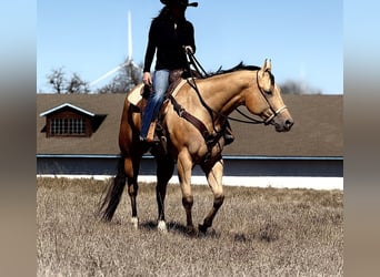 American Quarter Horse, Castrone, 4 Anni, 170 cm, Pelle di daino