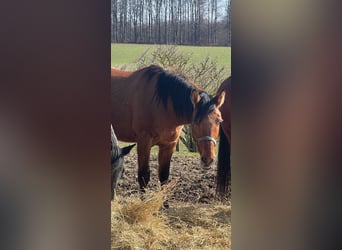 American Quarter Horse Mix, Castrone, 4 Anni, Baio