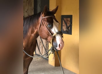 American Quarter Horse, Castrone, 4 Anni, Baio ciliegia