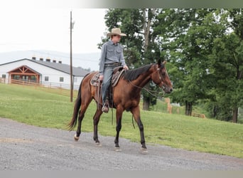 American Quarter Horse, Castrone, 4 Anni, Baio ciliegia