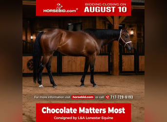 American Quarter Horse, Castrone, 4 Anni, Baio ciliegia