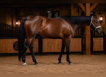 American Quarter Horse, Castrone, 4 Anni, Baio ciliegia