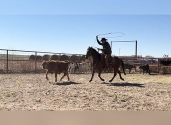 American Quarter Horse, Castrone, 4 Anni, Baio ciliegia
