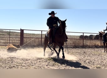 American Quarter Horse, Castrone, 4 Anni, Baio ciliegia