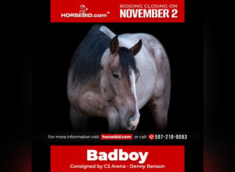 American Quarter Horse, Castrone, 4 Anni, Baio roano