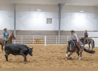 American Quarter Horse, Castrone, 4 Anni, Baio roano