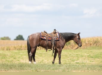 American Quarter Horse, Castrone, 4 Anni, Baio roano