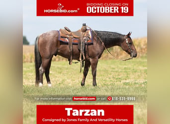 American Quarter Horse, Castrone, 4 Anni, Baio roano