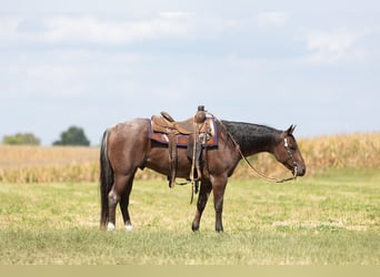 American Quarter Horse, Castrone, 4 Anni, Baio roano