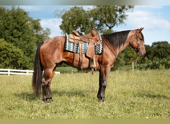American Quarter Horse, Castrone, 4 Anni, Baio roano