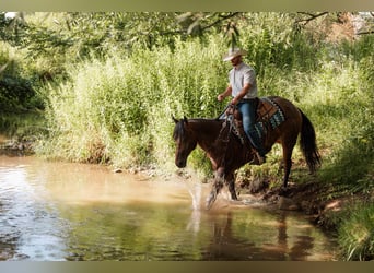 American Quarter Horse, Castrone, 4 Anni, Baio roano