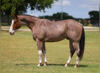 American Quarter Horse, Castrone, 4 Anni, Baio roano