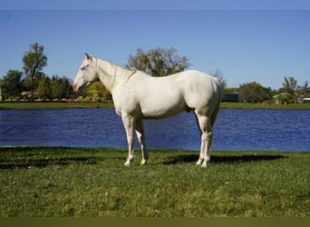American Quarter Horse, Castrone, 4 Anni, Cremello