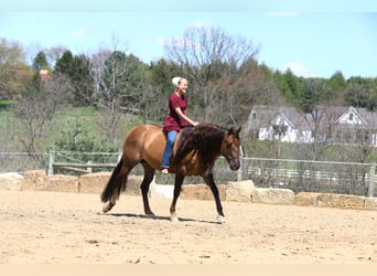 American Quarter Horse, Castrone, 4 Anni, Falbo