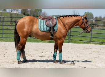 American Quarter Horse, Castrone, 4 Anni, Falbo