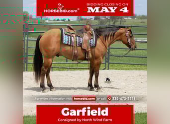 American Quarter Horse, Castrone, 4 Anni, Falbo