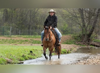 American Quarter Horse, Castrone, 4 Anni, Falbo