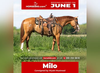 American Quarter Horse, Castrone, 4 Anni, Falbo