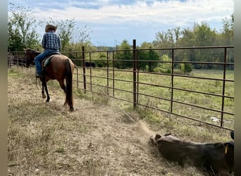 American Quarter Horse, Castrone, 4 Anni, Falbo