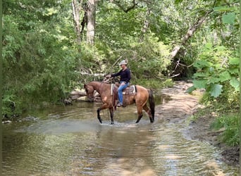 American Quarter Horse, Castrone, 4 Anni, Falbo