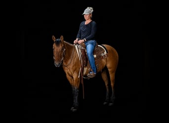 American Quarter Horse, Castrone, 4 Anni, Falbo