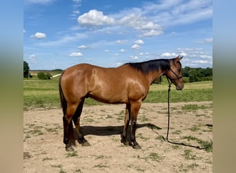 American Quarter Horse, Castrone, 4 Anni, Falbo