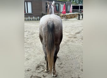 American Quarter Horse, Castrone, 4 Anni, Grigio