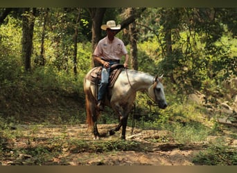 American Quarter Horse, Castrone, 4 Anni, Grigio