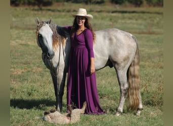 American Quarter Horse, Castrone, 4 Anni, Grigio