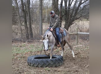 American Quarter Horse, Castrone, 4 Anni, Grigio