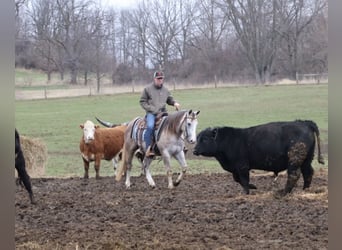 American Quarter Horse, Castrone, 4 Anni, Grigio