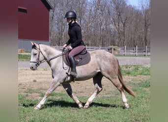 American Quarter Horse, Castrone, 4 Anni, Grigio