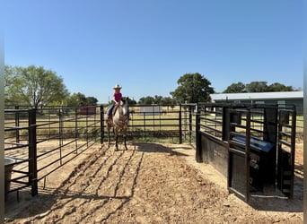 American Quarter Horse, Castrone, 4 Anni, Grigio