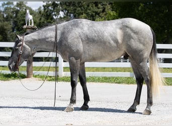 American Quarter Horse, Castrone, 4 Anni, Grigio