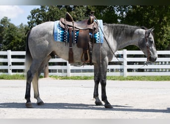 American Quarter Horse, Castrone, 4 Anni, Grigio