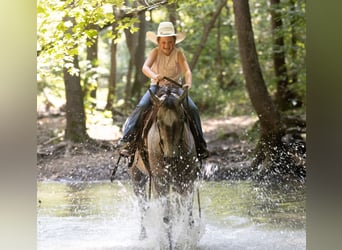 American Quarter Horse, Castrone, 4 Anni, Grigio