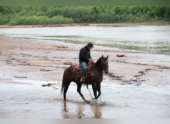 American Quarter Horse, Castrone, 4 Anni, Grigio