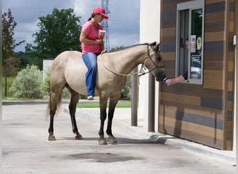 American Quarter Horse, Castrone, 4 Anni, Grigio