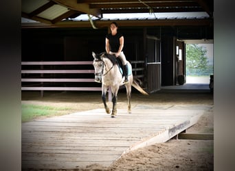 American Quarter Horse, Castrone, 4 Anni, Grigio