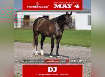 American Quarter Horse, Castrone, 4 Anni, Grigio