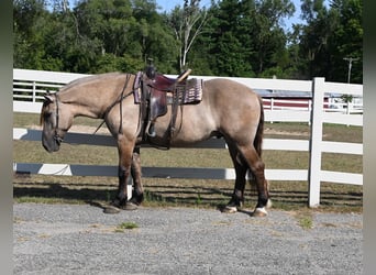 American Quarter Horse, Castrone, 4 Anni, Grullo