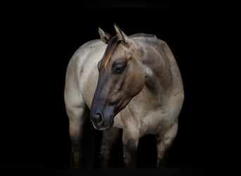 American Quarter Horse, Castrone, 4 Anni, Grullo