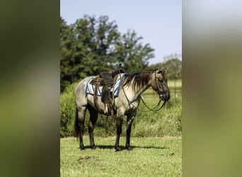 American Quarter Horse, Castrone, 4 Anni, Grullo